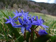 05 Scilla bifolia (Scilla silvestre) ai prati della Pigolotta di Valtorta 